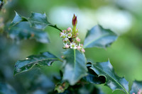 Hulst; Common holly; Ilex aquifolium