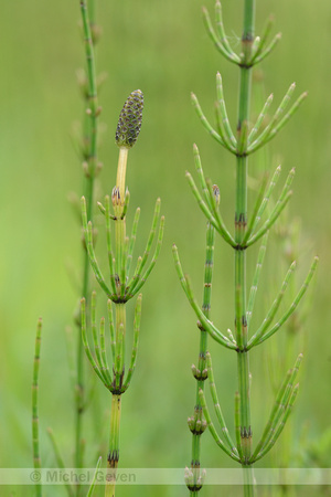 Lidrus; Marsh horsetail; Equisetum palustre