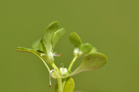 Stomphoekig sterrenkroos; Blunt-fruited Water-starwort; Callitri