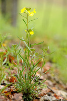 Stijve Steenraket -  Hawkweed-leaved Treacle Mustard - Erysimum hieracifolium