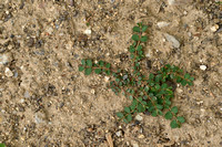 Matted sandmat; Euphorbia serpens;