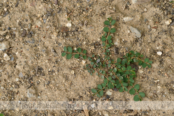 Matted sandmat; Euphorbia serpens;