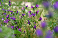 Purple Viper's-Bugloss; Echium plantagineum