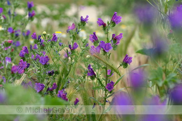 Purple Viper's-Bugloss; Echium plantagineum