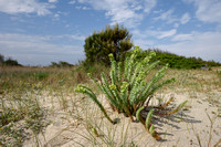 Zeewolfsmelk; Sea Spurge; Euphorbia paralias