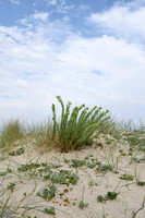 Zeewolfsmelk; Sea Spurge; Euphorbia paralias