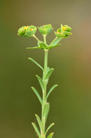 Geraldton carnation weed; Euphorbia terracina;