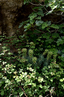 Mediterranean Spurge; Euphorbia characias;