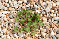 Ronde ooievaarsbek; Round-leaved Cranesbill; Geranium rotundifol