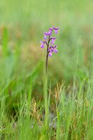Slanke harlekijnsorchis; Green-winged Orchid; Anacamptis moiro subsp. picta