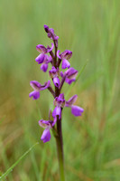 Slanke harlekijnsorchis; Green-winged Orchid; Anacamptis moiro subsp. picta