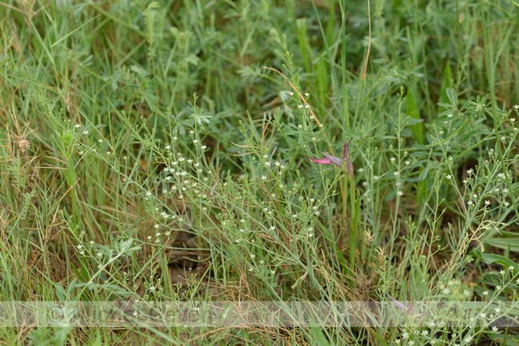 Weidebergvlas; Meadow Bastard Toadflax; Thesium pyrenaicum
