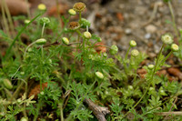 Kamilleknopje - Annual Buttonweed - Cotula australis