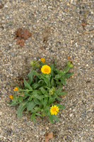 Akkergoudsbloem; Field Marigold; Calendula arvensis