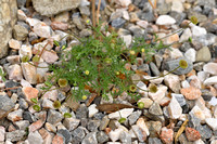 Annual Buttonweed; Cotula australis;
