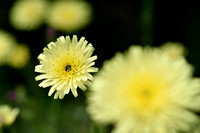 Mediterranean daisy; Urospermum dalechampii;