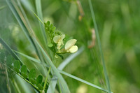 Basterdwikke; Hairy Yellow Vetch; Vicia hybrida;