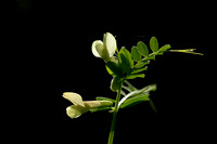 Basterdwikke; Hairy Yellow Vetch; Vicia hybrida;