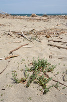 Strandvarkensgras; Sea Knotgrass; Polygonum maritimum