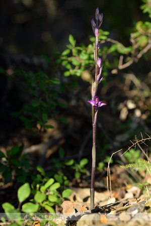 Paarse aspergeorchis; Violet Limodore; Limodorum aboritivum