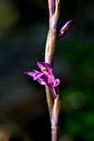 Paarse aspergeorchis; Violet Limodore; Limodorum aboritivum