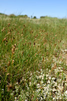 Kustzegge; Divided sedge; Carex divisa