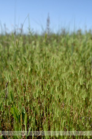 Zeegerst; Sea Barley; Hordeum marinum