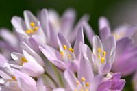 Roze look; Allium roseum