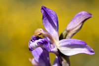 Paarse aspergeorchis - Violet Limodore - Limodorum aboritivum
