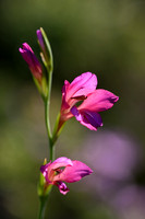 Gladiolus dubius;