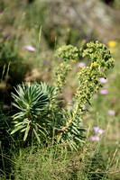 Mediterranean Spurge; Euphorbia characias;