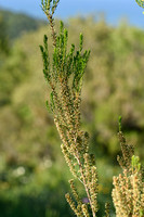 Bezemdophei; Green heather; Erica scoparia;