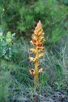 Sierlijke bremraap; Orobanche gracilis;