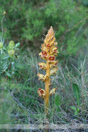 Sierlijke bremraap; Orobanche gracilis;