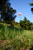 Roze look; Allium roseum