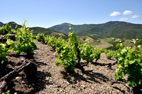 Wijnstok; European Grapevine; Vitis vinifera;