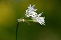 Driekantige look; Three-cornered Leek; Allium triquetrum