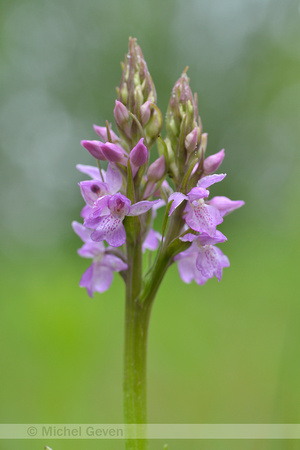 Rietorchis; Southern Marsh-orchid; Dactylorhiza majalis subsp. p