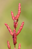 Kortarige Zeekraal; Common Glasswort; Salicornia europaea;