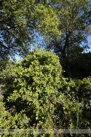 Hulsteik; kermes oak; Quercus coccifera;