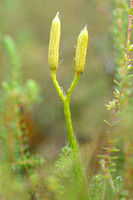 Grote Wolfsklauw - Stag's-horn clubmoss - Lycopodium clavatum
