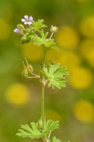 Kleine Ooievaarsbek; Small-flowered Cranesbill; Geranium pusillu