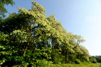 Robinia; Robinia pseudoacacia; Locust tree