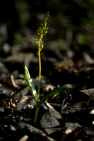 Grote Keverorchis; Listera ovata; Common Twayblade