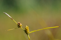 Geelgroene Zegge; Yellow Sedge; Carex oederi subsp. oedocarpa