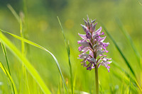 Soldaatje - Military orchid - Orchis militaire