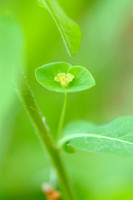 Zoete Wolfsmelk; Sweet Spurge; Euphorbia dulcis