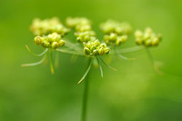 Hondspeterselie - Fool's parsley - Aethusa cynapium