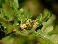 Donzige eik; Downy oak; Quercus pubescens
