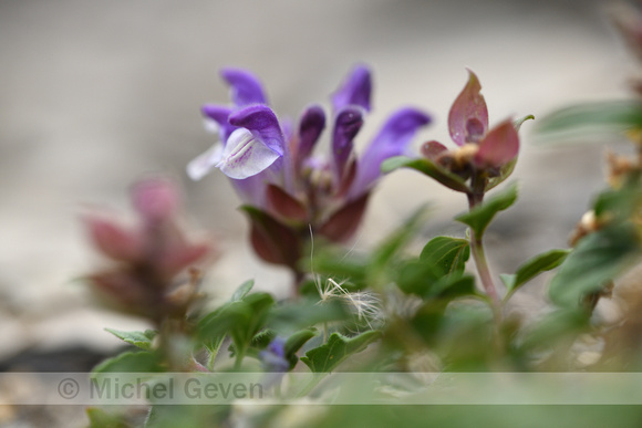 Alpenhelmkruid; Alpine Scullcap; Scutellaria alpina